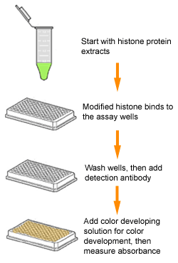EpiQuik Histone H3 Modification Multiplex Assay Kit 背景介紹 - 威健股份有限公司