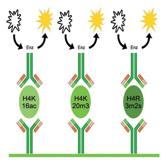 EpiQuik Histone H4 Modification Multiplex Assay Kit 背景介紹 - 威健股份有限公司