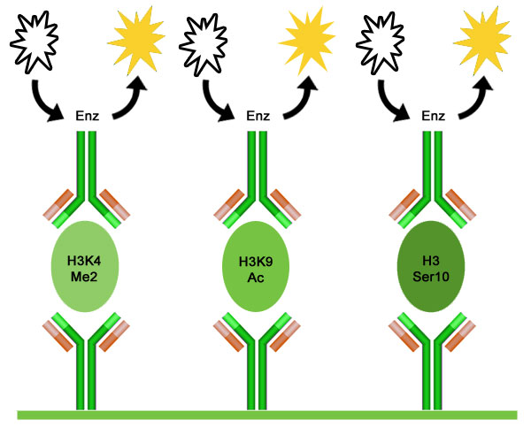 EpiQuik Circulating Modified Histone H3 Multiplex Assay Kit EpiQuik 循環 ...